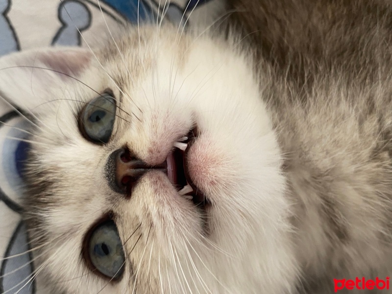 British Shorthair, Kedi  Gümüş fotoğrafı