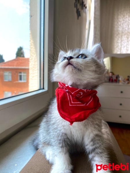 British Shorthair, Kedi  Gümüş fotoğrafı
