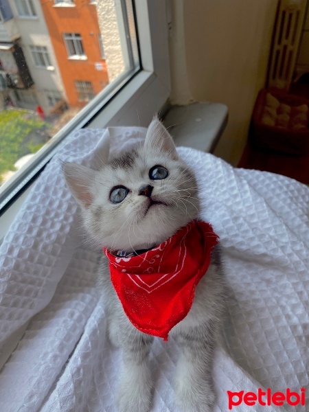 British Shorthair, Kedi  Gümüş fotoğrafı