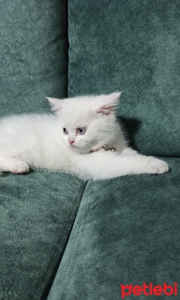 British Shorthair, Kedi  Pamuk fotoğrafı