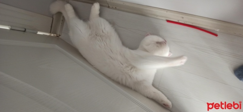 British Shorthair, Kedi  Pamuk fotoğrafı
