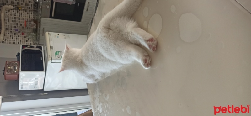 British Shorthair, Kedi  Pamuk fotoğrafı