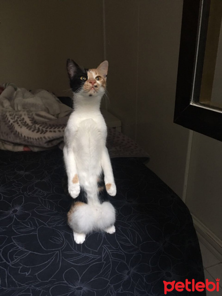 Tekir Kedi, Kedi  MİA fotoğrafı
