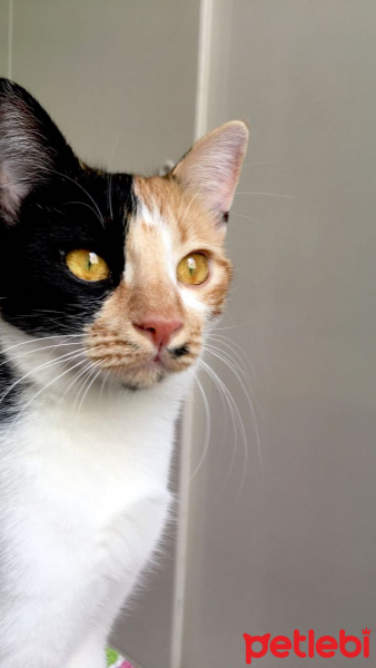Tekir Kedi, Kedi  MİA fotoğrafı