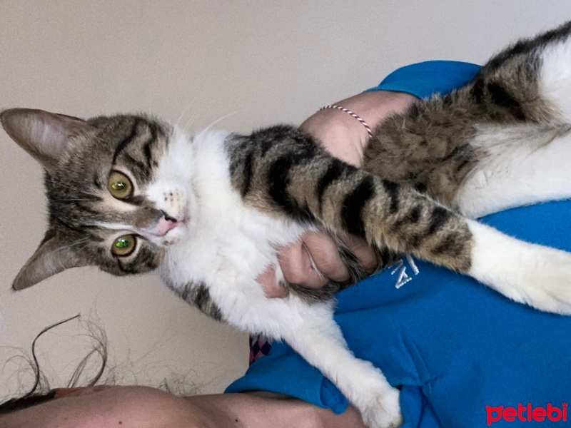 Tekir Kedi, Kedi  Venüs fotoğrafı