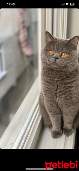 British Shorthair, Kedi  Pati fotoğrafı