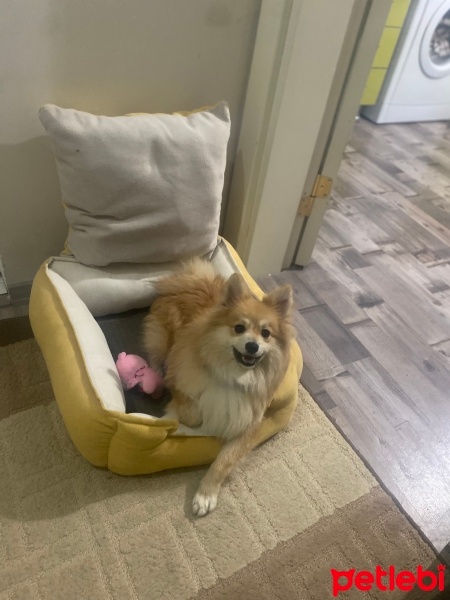 Pomeranyalı, Köpek  Ares fotoğrafı