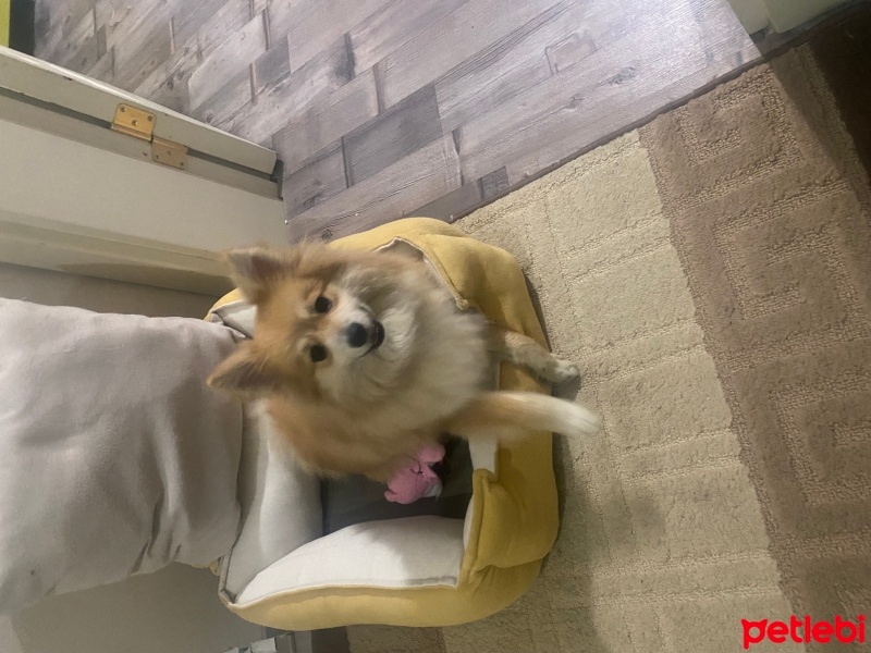 Pomeranyalı, Köpek  Ares fotoğrafı