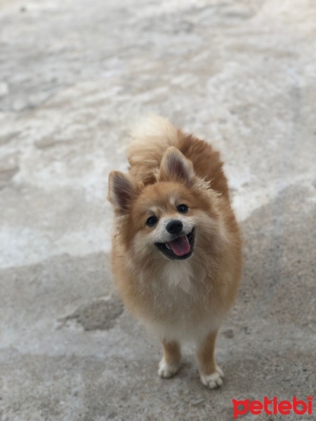 Pomeranyalı, Köpek  Ares fotoğrafı