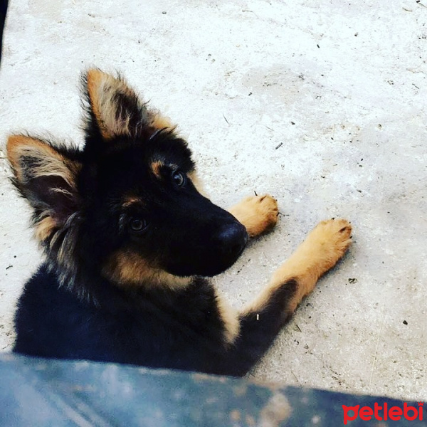 Alman Çoban Köpeği, Köpek  Cesur fotoğrafı