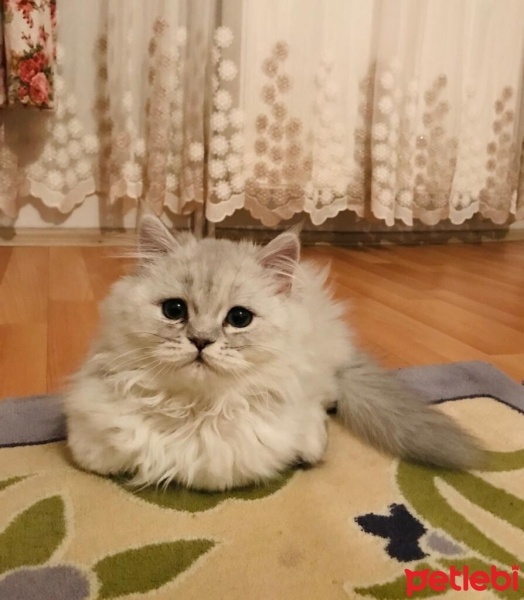 British Longhair, Kedi  Yumak fotoğrafı