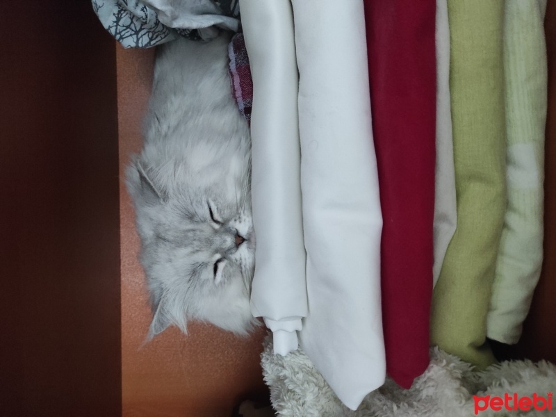 British Longhair, Kedi  Yumak fotoğrafı