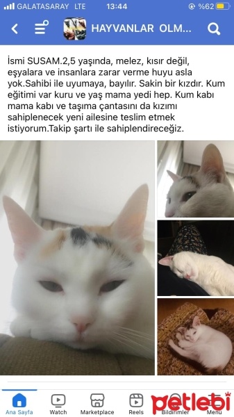 Tekir Kedi, Kedi  Susam fotoğrafı