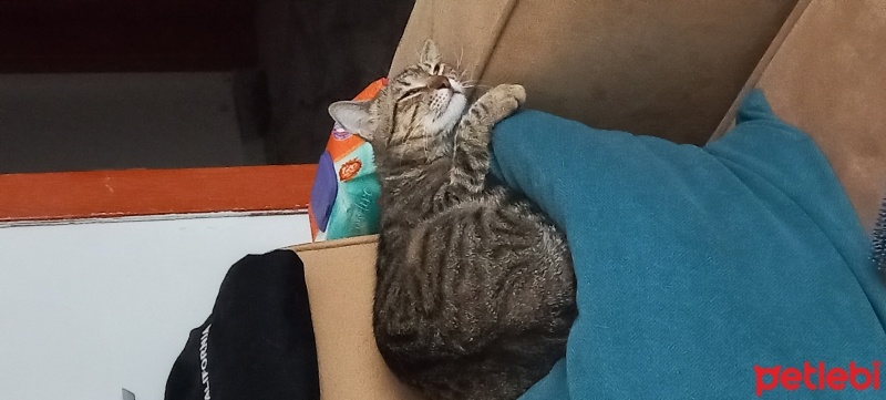 Tekir Kedi, Kedi  Şila fotoğrafı