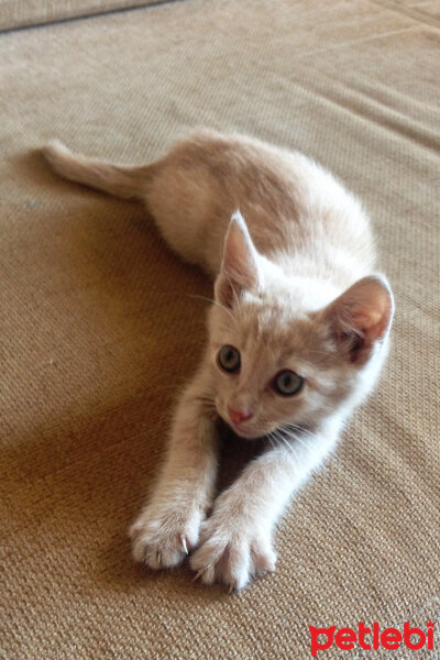 Ankara Kedisi, Kedi  Şeker fotoğrafı