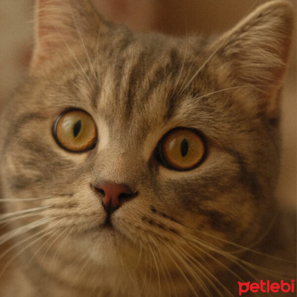 British Shorthair, Kedi  Alaska fotoğrafı