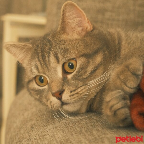 British Shorthair, Kedi  Alaska fotoğrafı