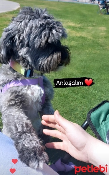 Cairn Terrier, Köpek  loli fotoğrafı