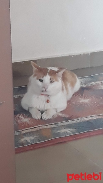 Tekir Kedi, Kedi  CESUR fotoğrafı