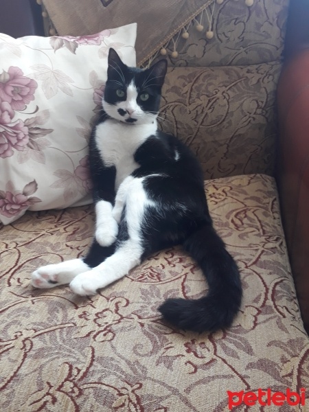 Tekir Kedi, Kedi  MİNNOŞ fotoğrafı
