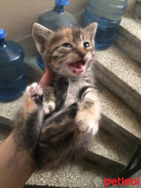 Tekir Kedi, Kedi  Pekmez fotoğrafı