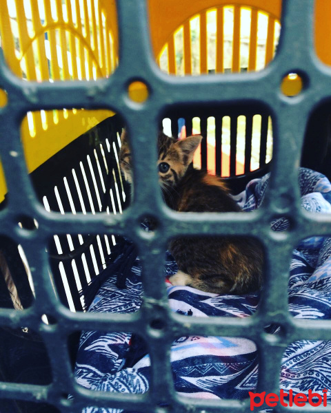 Tekir Kedi, Kedi  Pekmez fotoğrafı