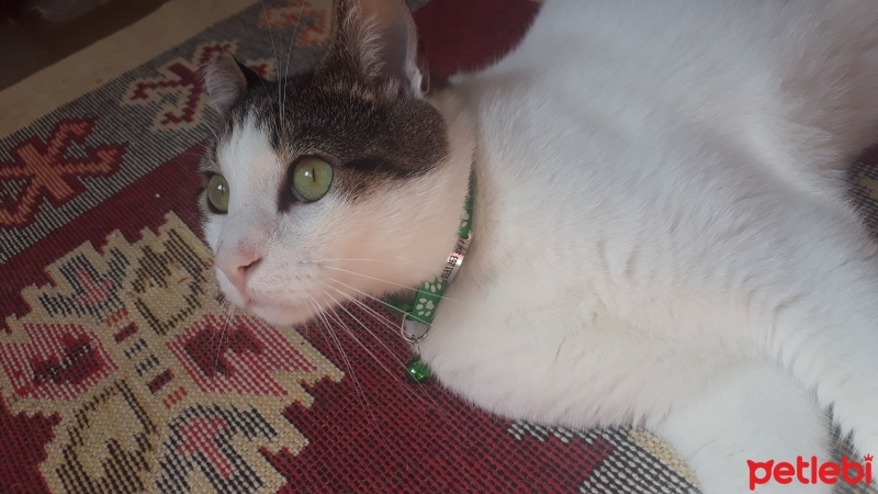 Tekir Kedi, Kedi  PAŞA fotoğrafı