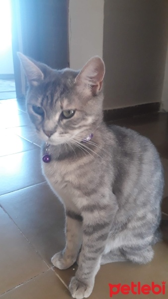 Tekir Kedi, Kedi  KÜLL fotoğrafı