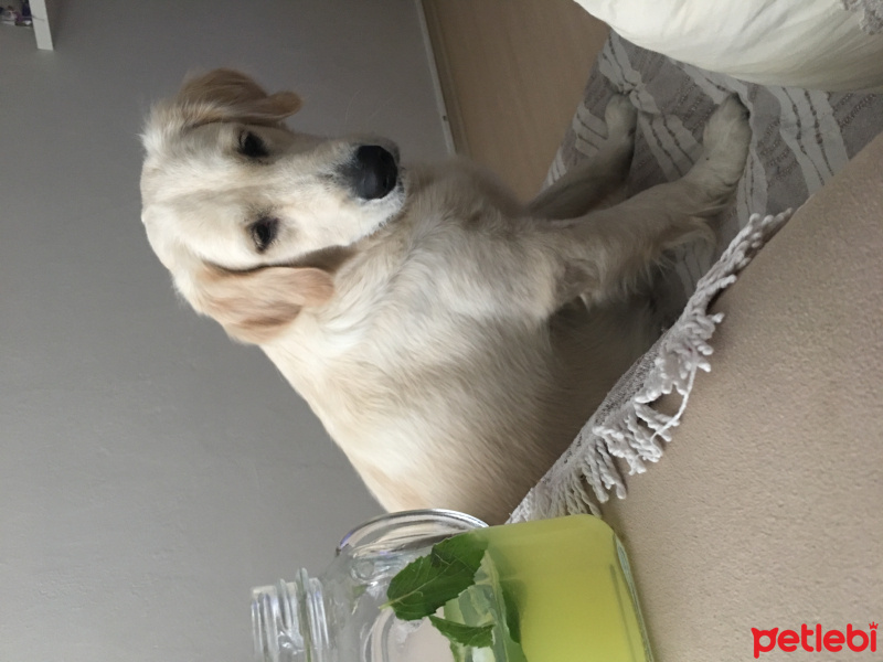 Golden Retriever, Köpek  Hera fotoğrafı