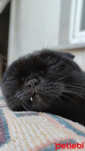 Scottish Fold, Kedi  Zeytin fotoğrafı