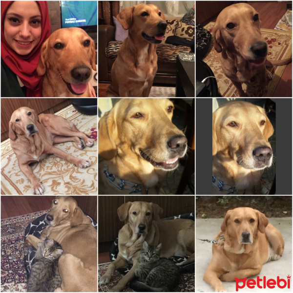 Labrador Retriever, Köpek  Lilly fotoğrafı
