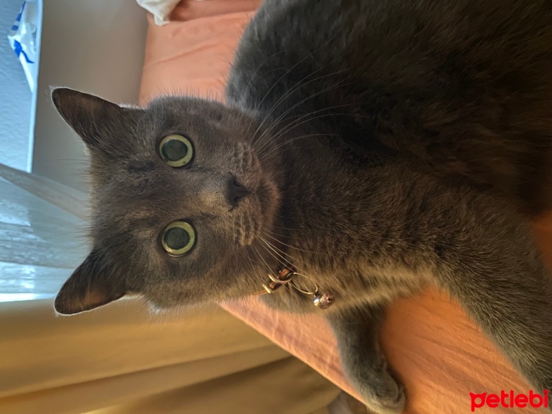 Mavi Rus, Kedi  DumaMia fotoğrafı