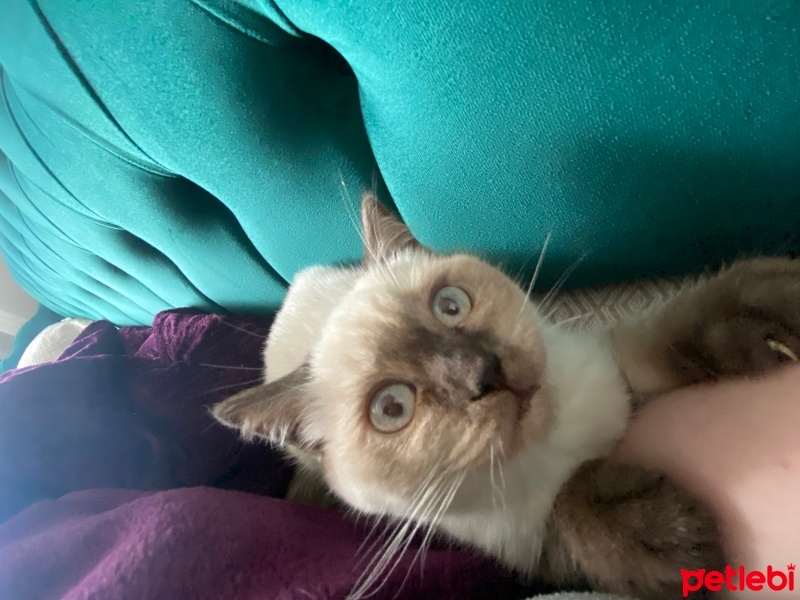 Exotic Shorthair, Kedi  Hera fotoğrafı