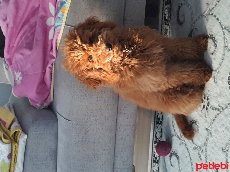 Poodle (Minyatür Kaniş), Köpek  ALF fotoğrafı