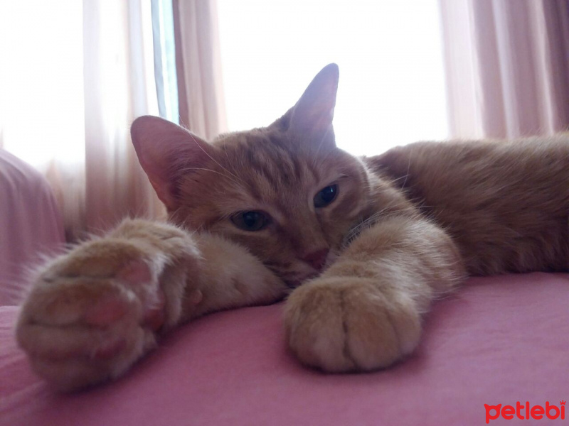 Tekir Kedi, Kedi  gudu fotoğrafı
