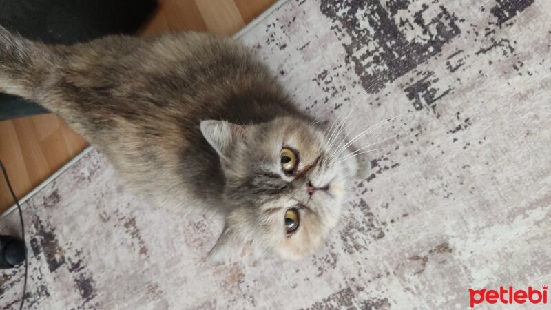 Exotic Shorthair, Kedi  Hera fotoğrafı