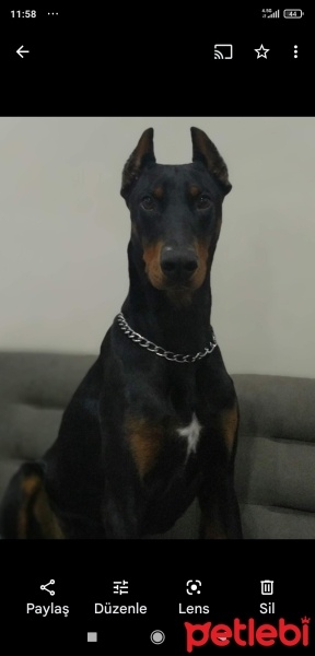 Doberman Pinscher, Köpek  Pars fotoğrafı