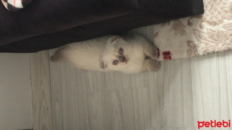 British Shorthair, Kedi  bulut fotoğrafı