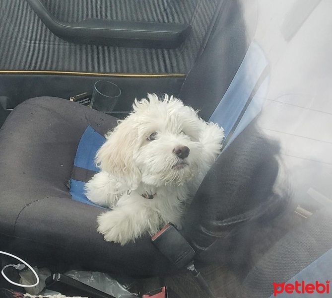 Maltese, Köpek  Mila fotoğrafı