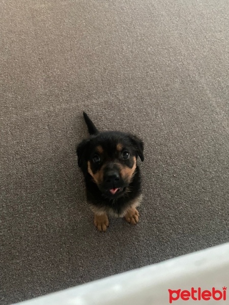 Alman Çoban Köpeği, Köpek  Koko fotoğrafı