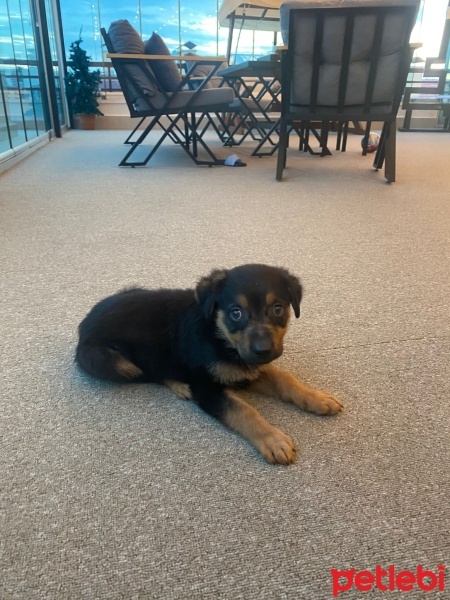 Alman Çoban Köpeği, Köpek  Koko fotoğrafı