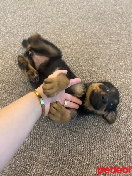 Alman Çoban Köpeği, Köpek  Koko fotoğrafı