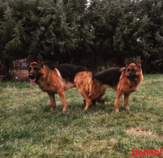 Alman Çoban Köpeği, Köpek  Koko fotoğrafı