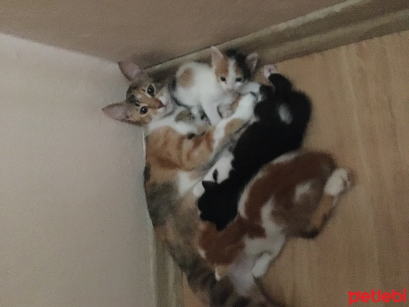 Tekir Kedi, Kedi  2 kardeş fotoğrafı