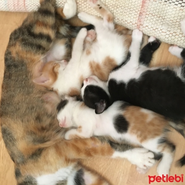 Tekir Kedi, Kedi  2 kardeş fotoğrafı