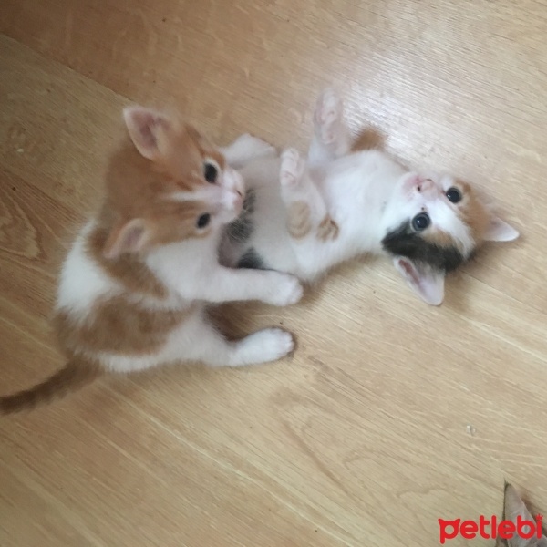 Tekir Kedi, Kedi  2 kardeş fotoğrafı
