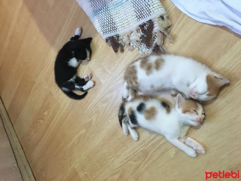 Tekir Kedi, Kedi  2 kardeş fotoğrafı