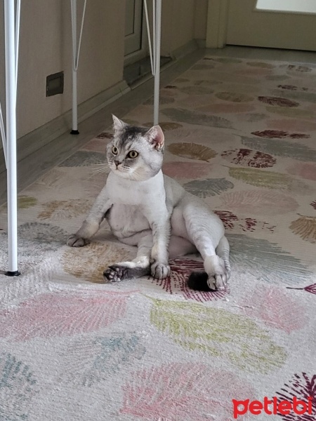 Scottish Fold, Kedi  LUNA fotoğrafı