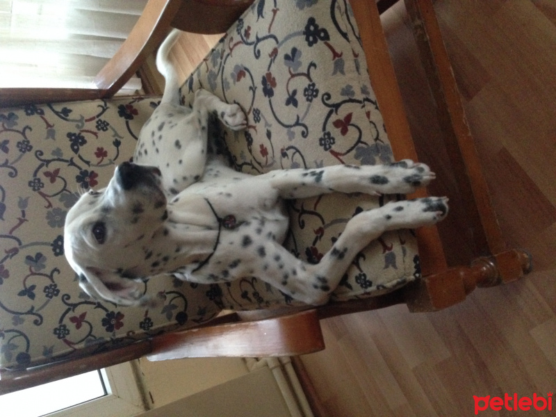 Dalmatian, Köpek  Sezar dalmace fotoğrafı