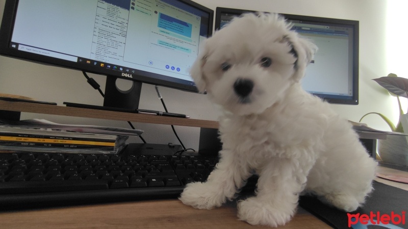 Maltese, Köpek  Sirius fotoğrafı